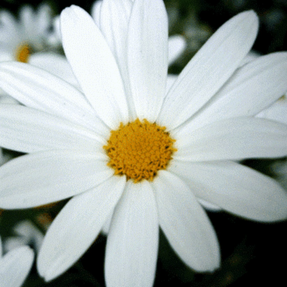 Meet your Posher, Amelie